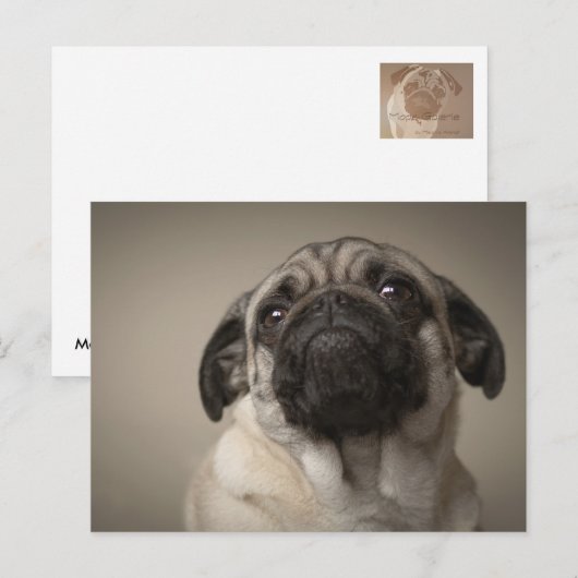 Carte Postale Mops Aura (Devant / Derrière)