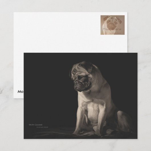 Carte Postale Mops Aura (Devant / Derrière)