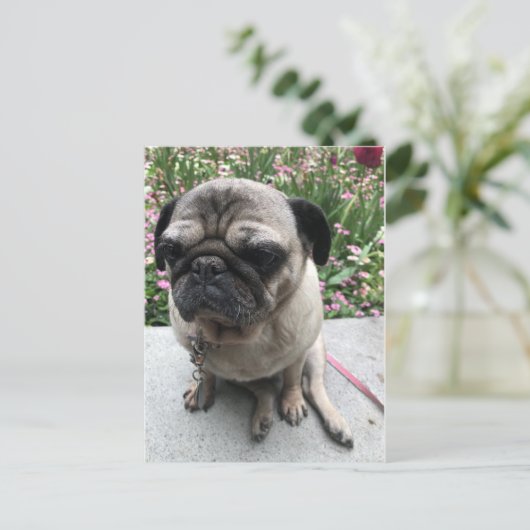 Carte Postale Mops im Garten (Debout devant)