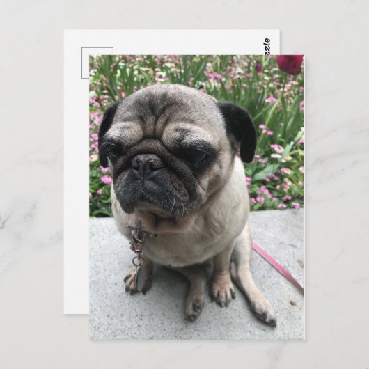 Carte Postale Mops im Garten (Devant / Derrière)