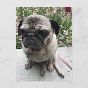 Carte Postale Mops im Garten