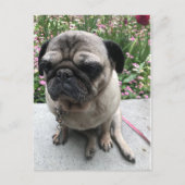 Carte Postale Mops im Garten (Devant)