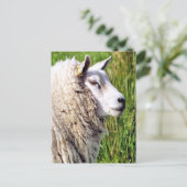 CARTE POSTALE MOQUETTE (Debout devant)