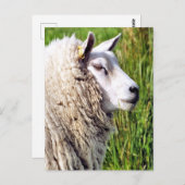 CARTE POSTALE MOQUETTE (Devant / Derrière)