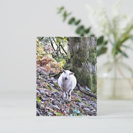 CARTE POSTALE MOQUETTE (Debout devant)