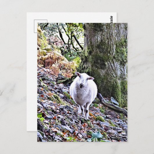 CARTE POSTALE MOQUETTE (Devant / Derrière)