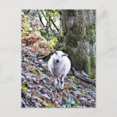 CARTE POSTALE MOQUETTE (Devant)