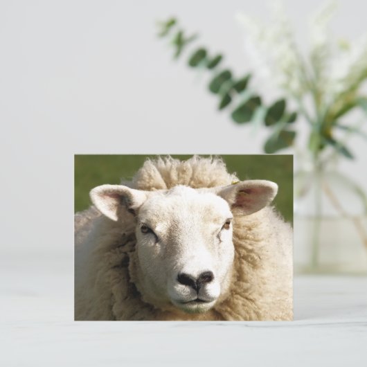 CARTE POSTALE MOQUETTE (Debout devant)