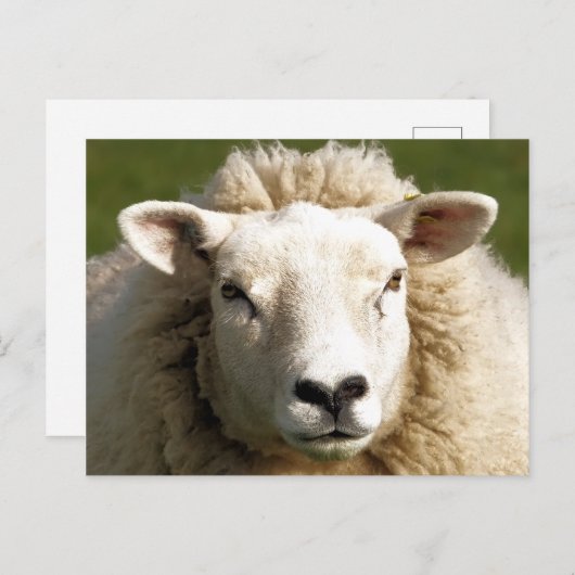 CARTE POSTALE MOQUETTE (Devant / Derrière)