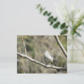 Carte postale - Moqueur (Debout devant)
