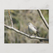 Carte postale - Moqueur (Devant)