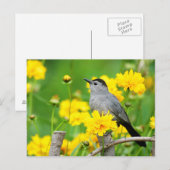 Carte Postale Moqueur chat sur une clôture en bois (Devant / Derrière)