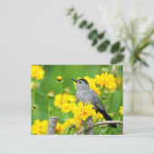 Carte Postale Moqueur chat sur une clôture en bois (Debout devant)