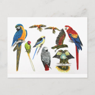 Carte Postale more and more parrots for all your toxits