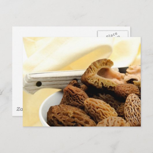 Carte Postale Morel Mushroom (Devant / Derrière)