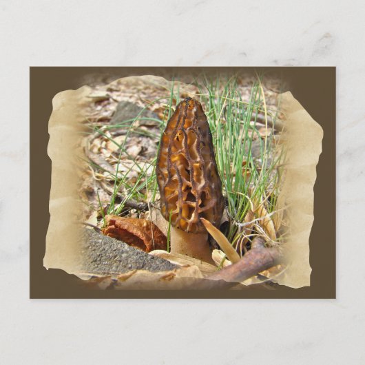 Carte Postale Morel Mushroom (Devant)
