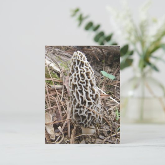Carte postale Morel Mushroom (Debout devant)