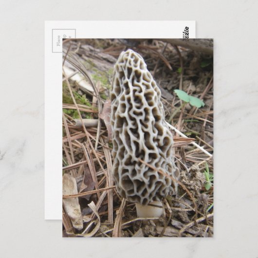 Carte postale Morel Mushroom (Devant / Derrière)