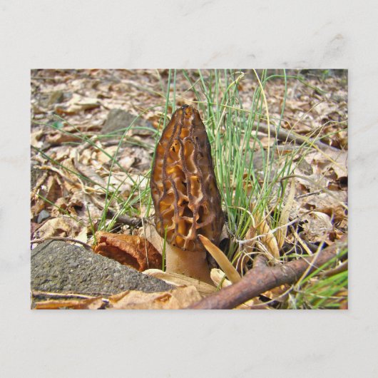 Carte Postale Morel Mushroom (Devant)