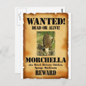 Carte Postale Morel - Poster Recherché (Devant / Derrière)