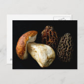 Carte Postale Morels et le roi Bolete (Devant / Derrière)