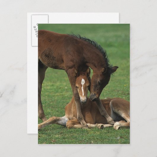 Carte Postale Morgan Foals joue (Devant / Derrière)