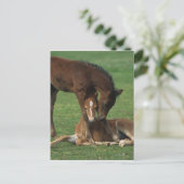 Carte Postale Morgan Foals joue (Debout devant)