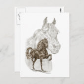 Carte Postale Morgan Horse Art (Devant / Derrière)