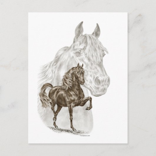 Carte Postale Morgan Horse Art (Devant)