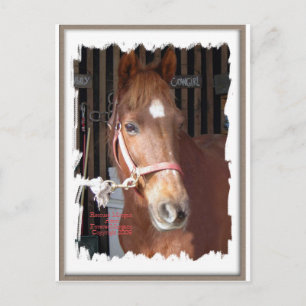 Carte Postale Morgan Horse Happy