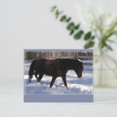 Carte Postale Morgan Horse Winter Wonderland Blond (Debout devant)