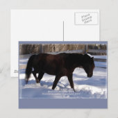 Carte Postale Morgan Horse Winter Wonderland Blond (Devant / Derrière)