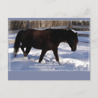 Carte Postale Morgan Horse Winter Wonderland Blond