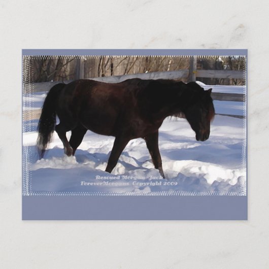 Carte Postale Morgan Horse Winter Wonderland Blond (Devant)
