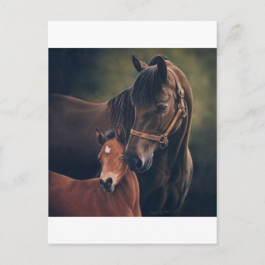 Carte Postale Morgan Mare et Foal (Devant)