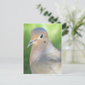 Carte Postale Moring Dove (Debout devant)