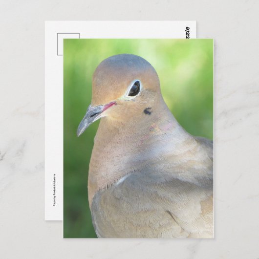 Carte Postale Moring Dove (Devant / Derrière)