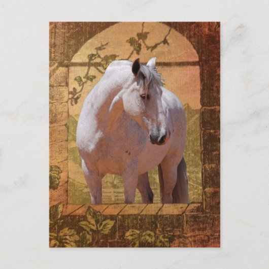 CARTE POSTALE MORISCO DANS LA FENÊTRE (Devant)