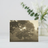 Carte Postale Morning Mist (Debout devant)