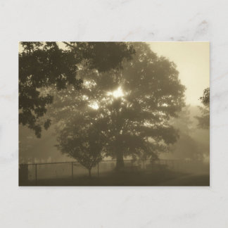 Carte Postale Morning Mist
