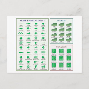 Carte Postale Morphologie foliaire Diagramme Forme de marge Vena