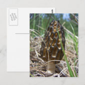 Carte Postale Morrell Mushroom (Devant / Derrière)