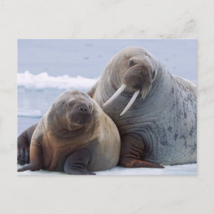 Carte Postale Morse femelle et son petit reposent sur une banqui