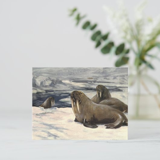 Carte Postale Morses Antiques dans la Neige Arctique par CE Swan (Debout devant)