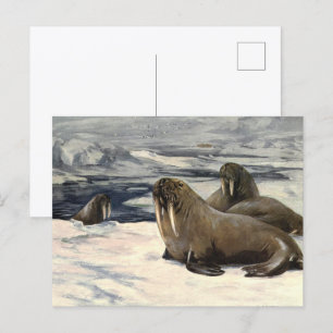 Carte Postale Morses dans la neige arctique, animal marin vintag