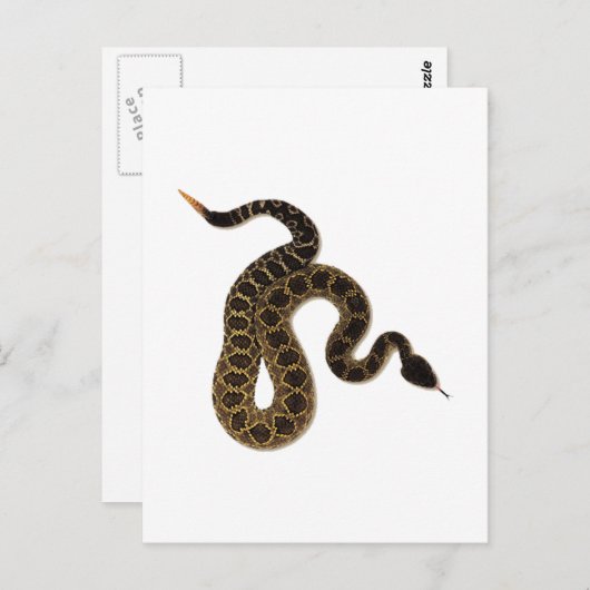 Carte Postale Morsures venimeuses (Devant / Derrière)