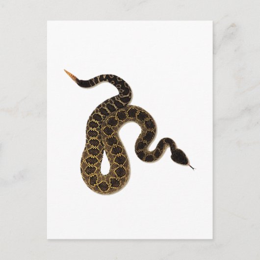 Carte Postale Morsures venimeuses (Devant)