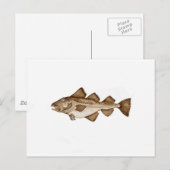 Carte Postale Morue 1 brune286.jpg (Devant / Derrière)