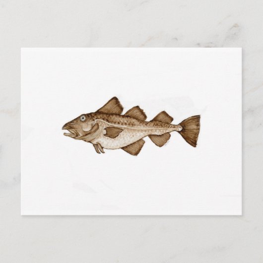 Carte Postale Morue 1 brune286.jpg (Devant)