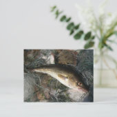 Carte Postale Morue de la mer Baltique. (Debout devant)